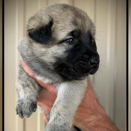 Black - Brindle male Anatolian Shepherd Dog puppy in Clark, Wyoming from Fyne Acres