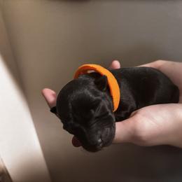 Daphne - Black brindle female Scottish Terrier puppy in Oak Harbor, Washington from Nicole's Scottish Terriers