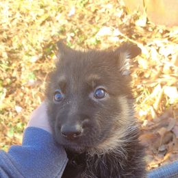 German Shepherd Puppies from Lux Shepherds
