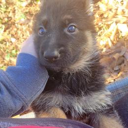 German Shepherd Puppies from Lux Shepherds