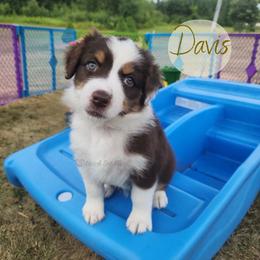 Davis - The Trailblazer - Red tri-color female Australian Shepherd puppy in Pittsville, Wisconsin from Match Dot Pup