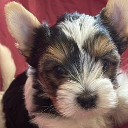 Biewer Terriers from Frantastic Biewers