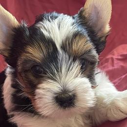Biewer Terriers from Frantastic Biewers