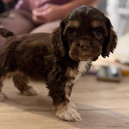 Pidge - Brown white and tan female Cocker Spaniel puppy in Nixa, Missouri from LoElls Cocker Spaniels