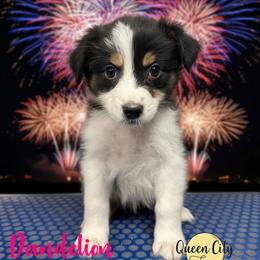 Dandelion - Black tri-color female Australian Shepherd puppy in Falmouth, Kentucky from Queen City Farm