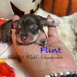 Flint - Parti male Miniature Schnauzer puppy in Littleton, Colorado from Wahl 2 Wahl Schnauzers