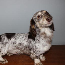 Oakland - Dachshund