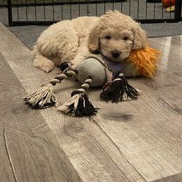 Goldendoodle Puppies from Jake Keck