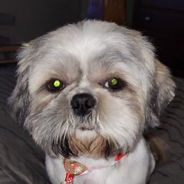 Shih Tzus from Coleman Cuties