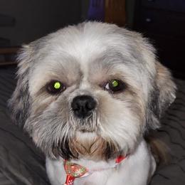 Shih Tzus from Coleman Cuties