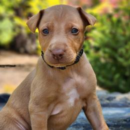 Apollo - Red golden male Pharaoh Hound puppy in Snohomish, Washington from ACE Pharaoh Hounds