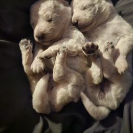 Pomsky Puppies from VooDoux Farms