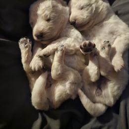 Pomsky Puppies from VooDoux Farms