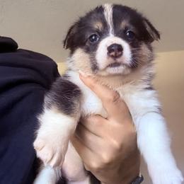 Lilo - Black and tan female Pembroke Welsh Corgi puppy in Saint Johns, Florida from Colebrooke Farm