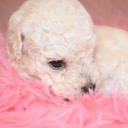 Poodle Puppies from Misioh Poodles