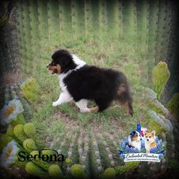Sedona - Black tri female Miniature American Shepherd puppy in Anson, Texas from Diamond Bar N Ranch