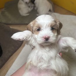 Cinnamon - Red female Havanese puppy in Chaska, Minnesota from Happy Paws Havanese