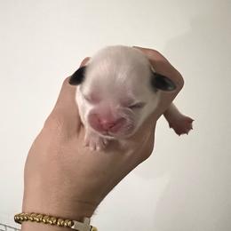 Girl 1 - Liver and white female Shih Tzu puppy in Bardstown, Kentucky from Kelly Clark's Shih Tzu