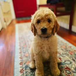 Goldendoodle Puppies from King Family Doodles