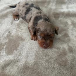 Valor- Longhair - Dapple male Dachshund puppy in Mesquite, Texas from 208 Dox Dynasty