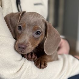 Rebel Rose - Dachshund