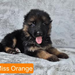 Orange Collar Female - Black and red female German Shepherd puppy in Sumner, Iowa from Vom Wilke Kennels