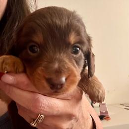 Girl 1 - April - Chocolate and cream female Dachshund puppy in Dorchester, Texas from Texas Mini Dachs