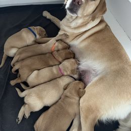 Labrador Retriever Puppies from Sun Ridge Labradors
