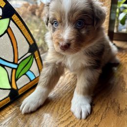 Butters - Boy 2 -PENDING waitlist selection mid-Nov - Red merle male Australian Shepherd puppy in Duluth, Minnesota from Frozen Nort Aussies