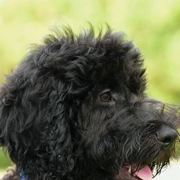 Sheepadoodle Puppies from Riley Grace Puppies