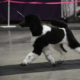 Poodle Puppies from N'Co. Parti Poodles