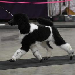 Poodle Puppies from N'Co. Parti Poodles