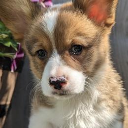American Corgis and Pembroke Welsh Corgis from Whisper Lane Corgis