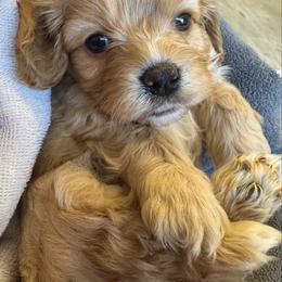 Henry - Apricot male Cavapoo puppy in Buda, Texas from Haus of Doodles