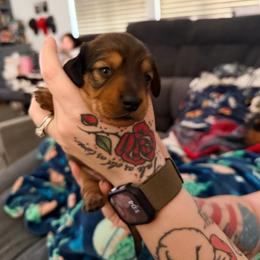 OJ - Sable male Dachshund puppy in Pahrump, Nevada from Jedi Weiner Ranch