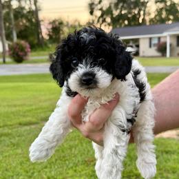 Sundae - Parti male Poodle puppy in Corinth, Mississippi from SnickerDoodlePups