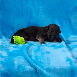 Green Collar - Black and red female German Shepherd puppy in Louisville, Ohio from Crooked River German Shepherds