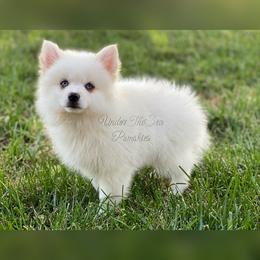 Pomsky Puppies from Under The Sea Pomskies