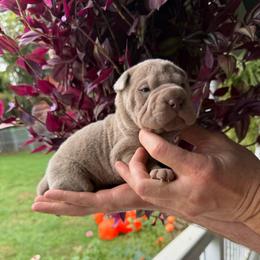 Hex - Lilac dilute male Chinese Shar-Pei puppy in Auburn, Kansas from Justin's Chinese Shar-Pei