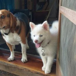 Pomsky Puppies from Ocean State Pomskies
