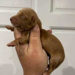 Gregory Bridgerton - Red male Dachshund puppy in Fort Myers, Florida from Lady Margery’s Dachshunds