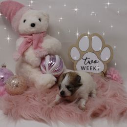 Petunia - Cream sable parti female Pomeranian puppy in Concord, California from Eelan’s Poms