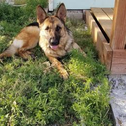 Freyja - Black and red female German Shepherd puppy in Mccool Junction, Nebraska from Sininger Lagoon