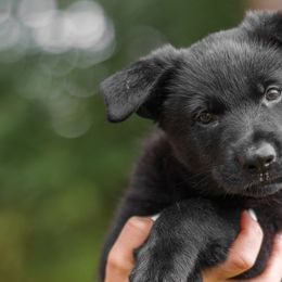German Shepherds from Von Dem Flussufer