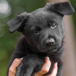German Shepherds from Von Dem Flussufer