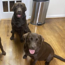 Labrador Retrievers from Robert's Labrador Retrievers