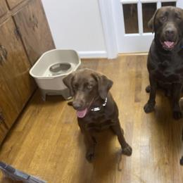 Labrador Retrievers from Robert's Labrador Retrievers