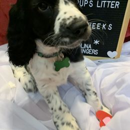 English Springer Spaniel Puppies from Sweet Carolina Springers