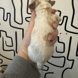Fry - Blenheim male Cavapoo puppy in Linden, Michigan from Maple Drive Doodles