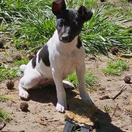 Freyja - Rat Terrier